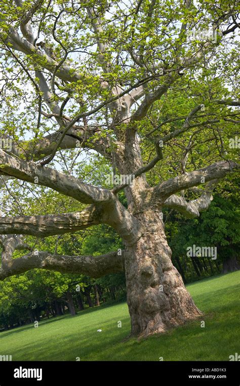 Old sycamore - Sprinkle it sparingly well away from the root crown, then work and water it in. After the tree has matured and is 6 or more years old, you may feed it annually in spring with a balanced formula. In spring you can mulch the tree to conserve moisture. An organic mulch made of bark and wood chips would be a …